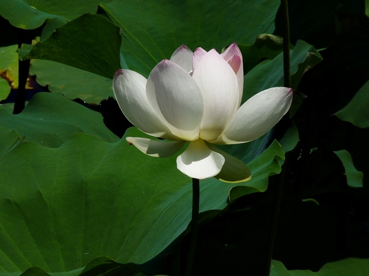 {Nelumbo nucifera}